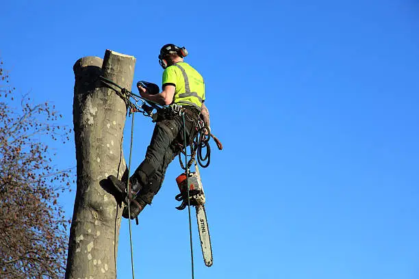 Tree Removal